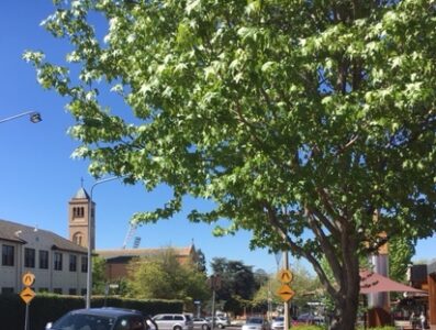 Recent ACT Government Tree Plantings in Inner South Canberra